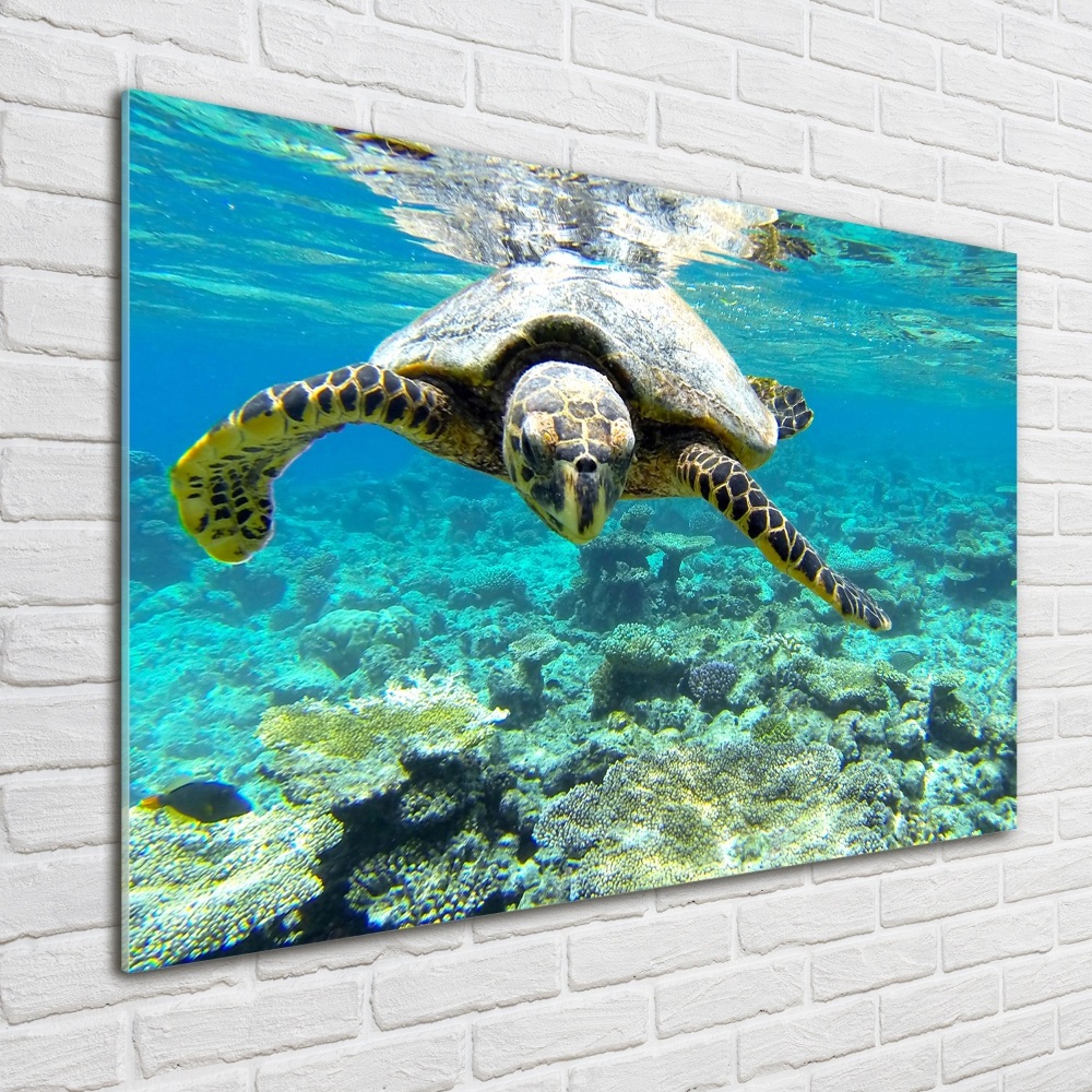 Acrylique tableau Tortue de mer