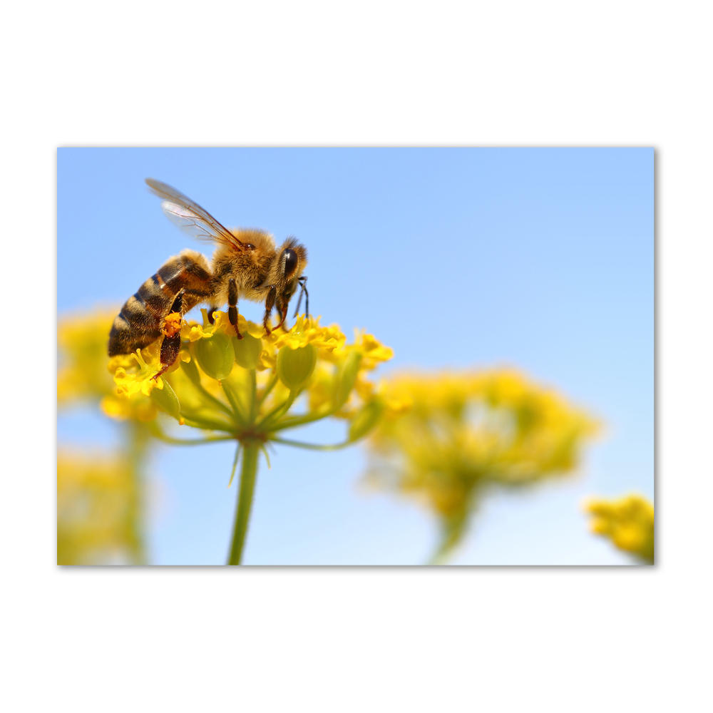 Tableau verre acrylique Une abeille sur une fleur