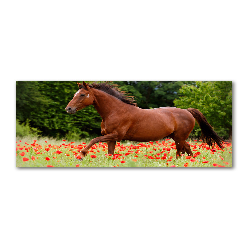 Tableau verre acrylique Cheval dans un champ de coquelicots