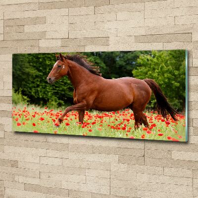 Tableau verre acrylique Cheval dans un champ de coquelicots