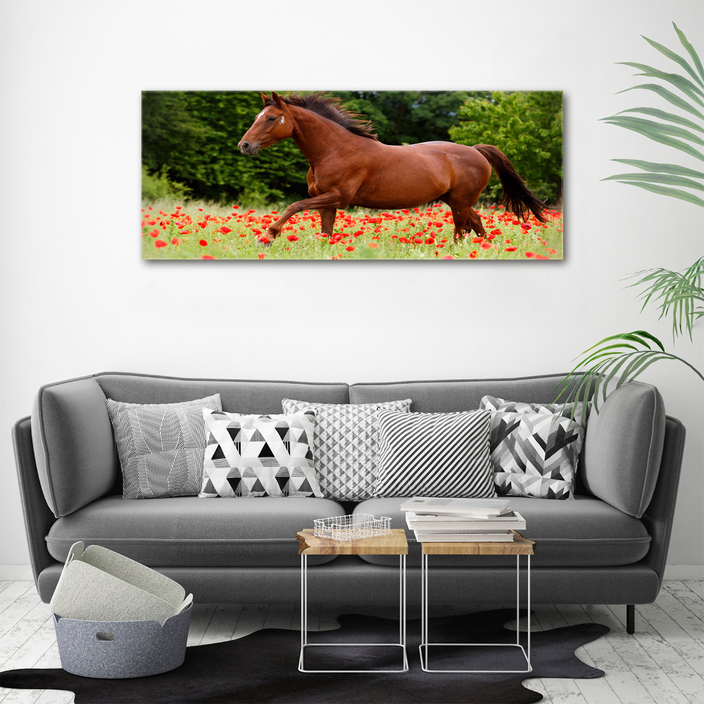 Tableau verre acrylique Cheval dans un champ de coquelicots