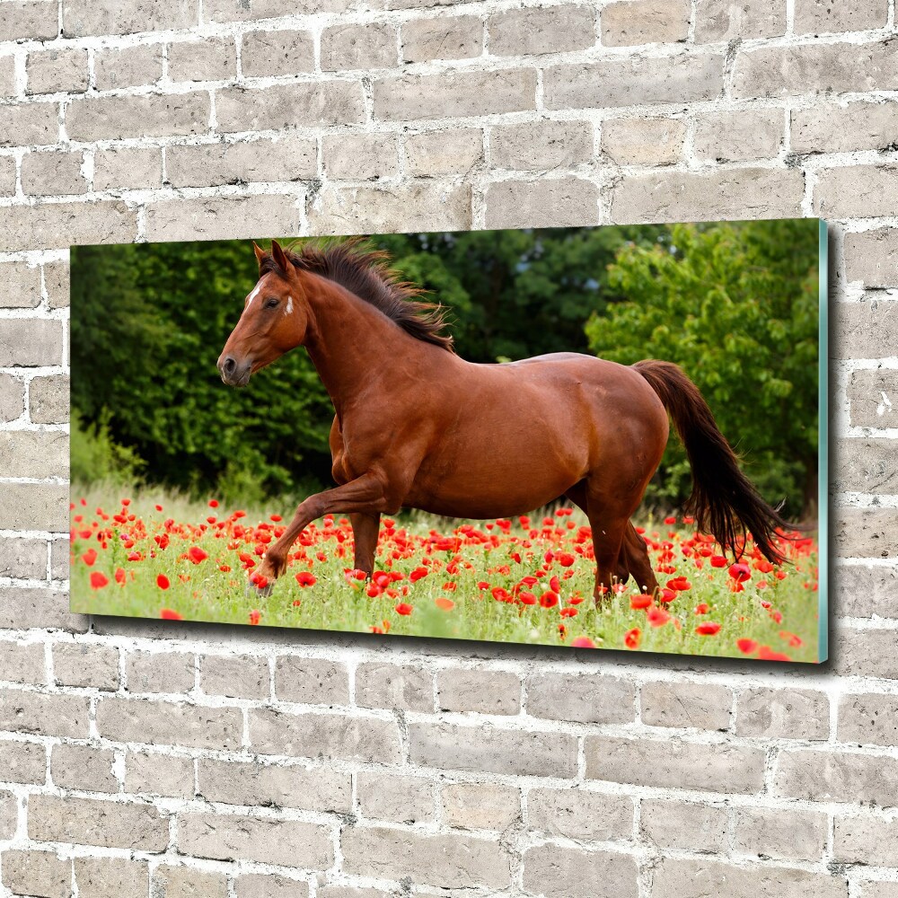 Tableau verre acrylique Cheval dans un champ de coquelicots