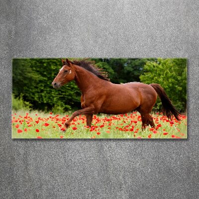 Tableau verre acrylique Cheval dans un champ de coquelicots