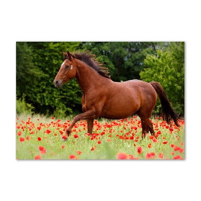 Tableau verre acrylique Cheval dans un champ de coquelicots