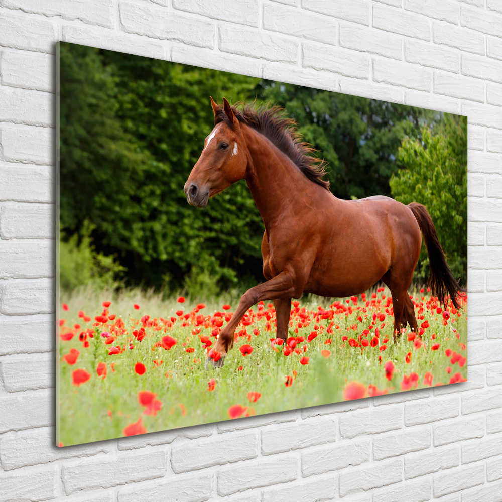 Tableau verre acrylique Cheval dans un champ de coquelicots