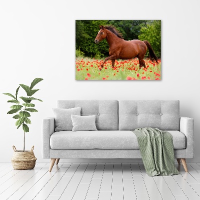 Tableau verre acrylique Cheval dans un champ de coquelicots