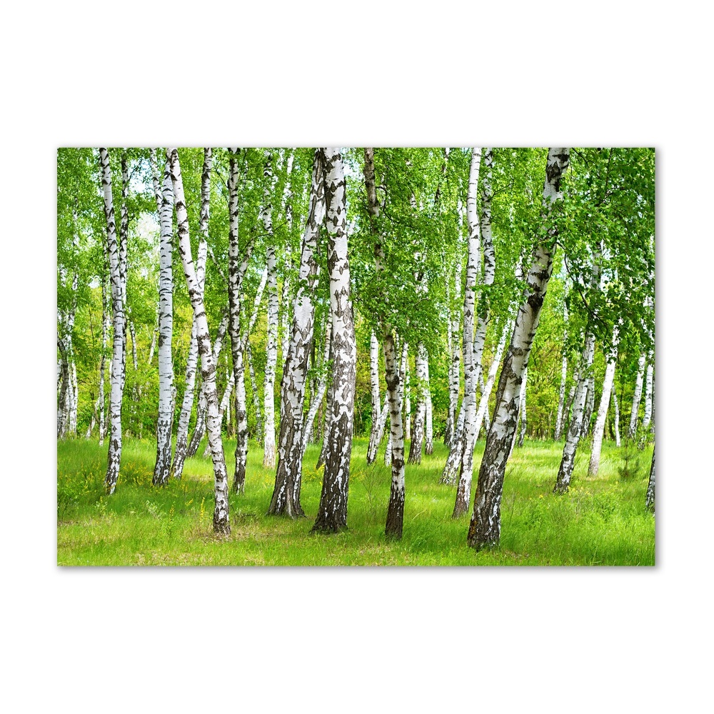 Tableau verre acrylique Forêt de bouleaux