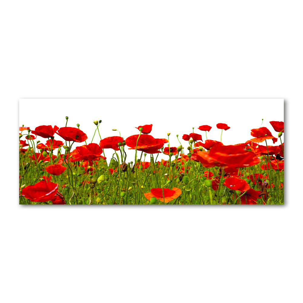 Acrylique tableau Coquelicots des champs