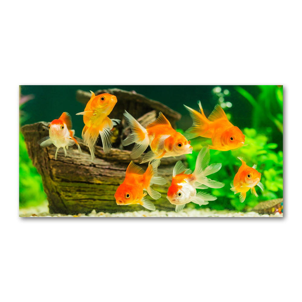 Tableau sur verre acrylique Poisson rouge