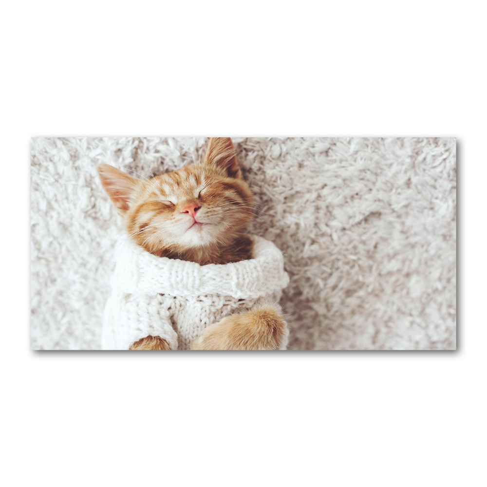 Tableau verre acrylique Chat en pull-over