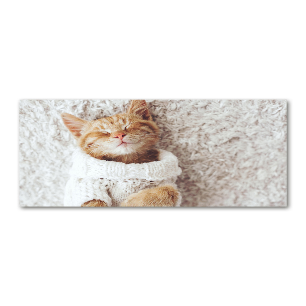 Tableau verre acrylique Chat en pull-over