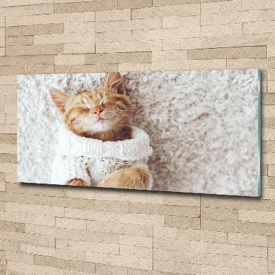 Tableau verre acrylique Chat en pull-over