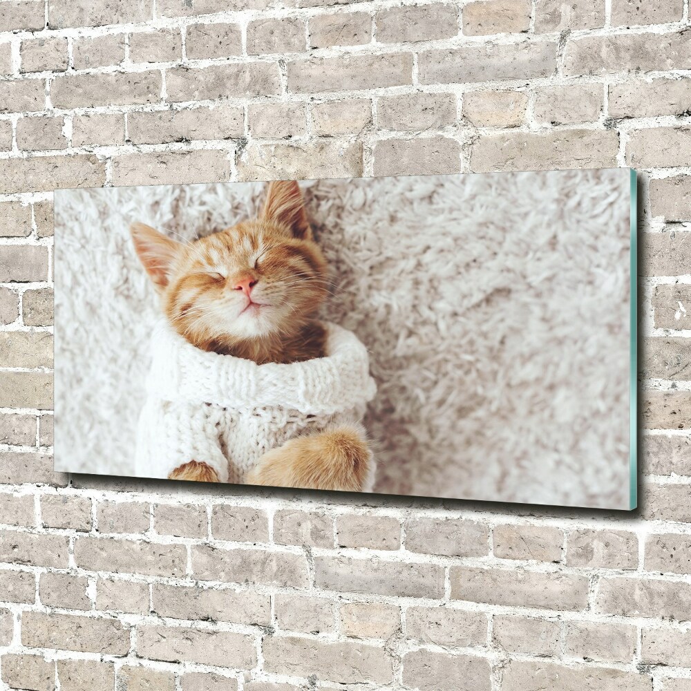 Tableau verre acrylique Chat en pull-over