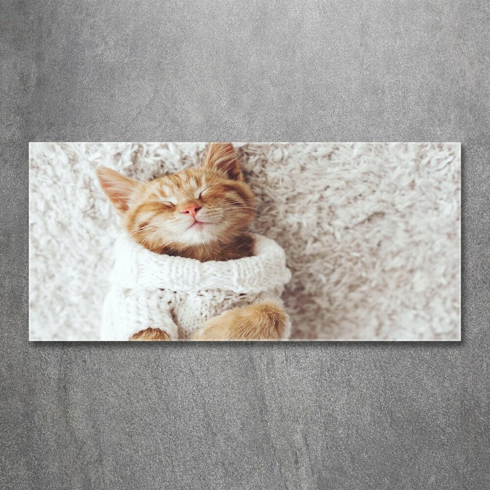 Tableau verre acrylique Chat en pull-over