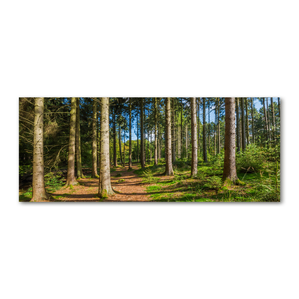 Tableau en acrylique Panorama d'une forêt