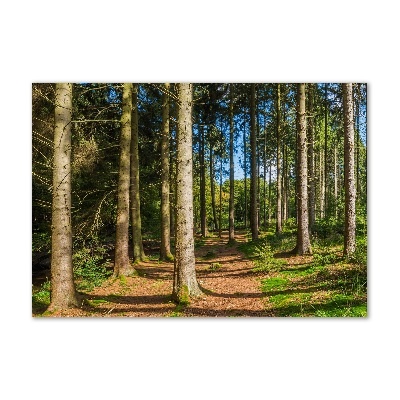 Tableau en acrylique Panorama d'une forêt