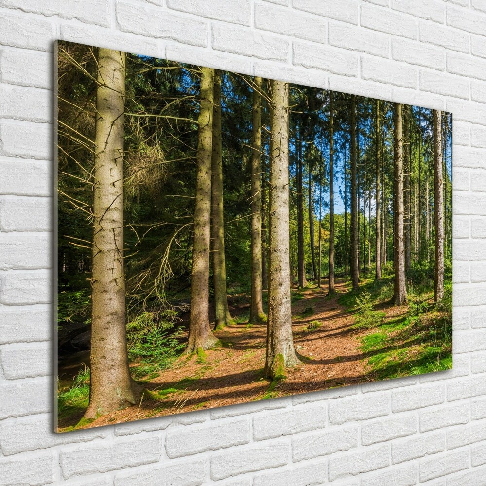 Tableau en acrylique Panorama d'une forêt