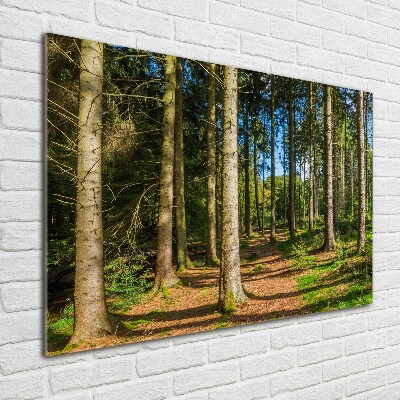 Tableau en acrylique Panorama d'une forêt