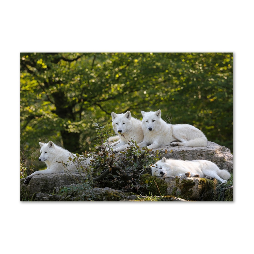 Tableau sur verre acrylique Rocher du loup blanc