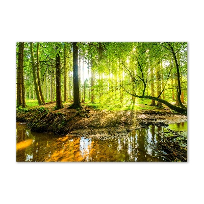 Tableau en acrylique Étang dans la forêt