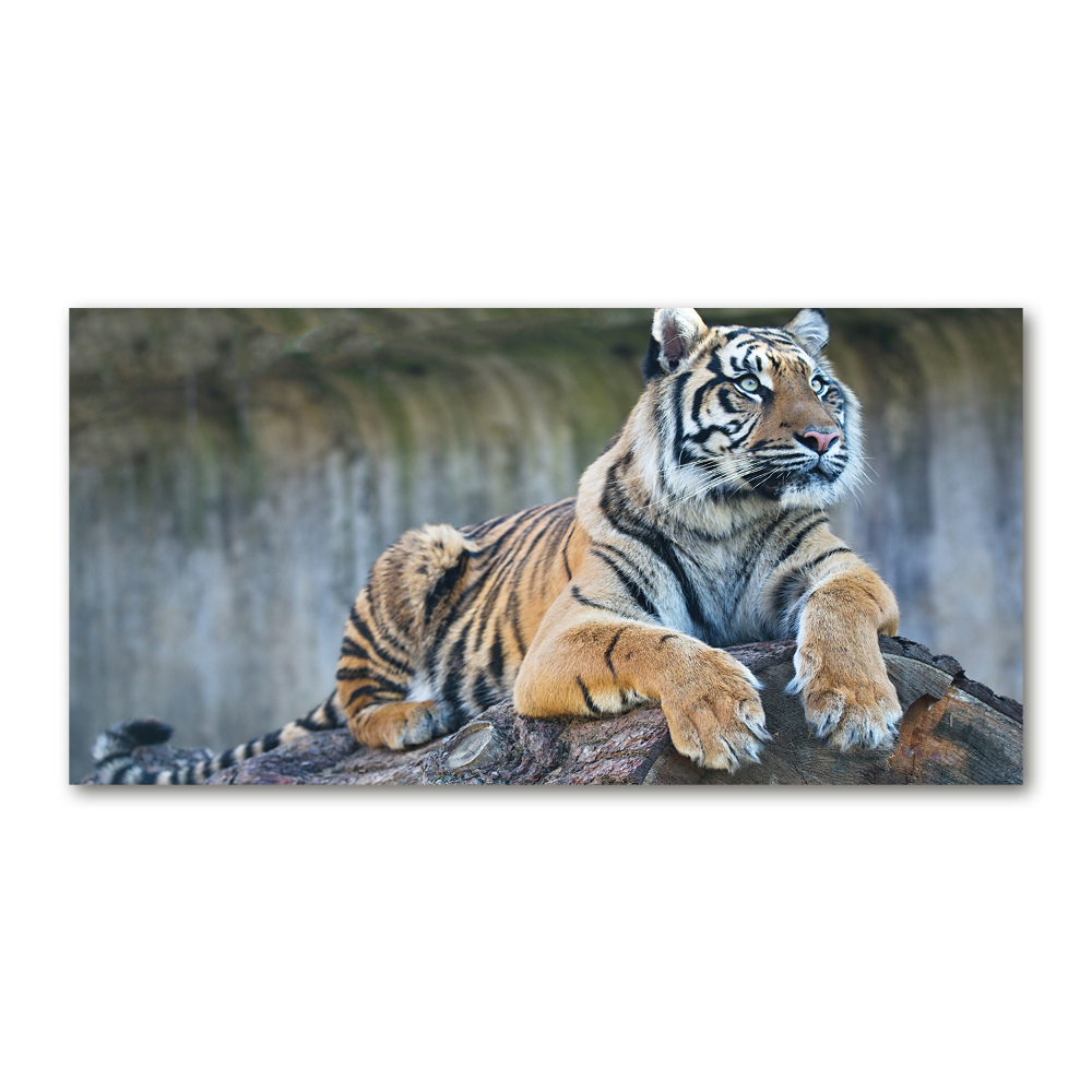 Acrylique tableau Tigre