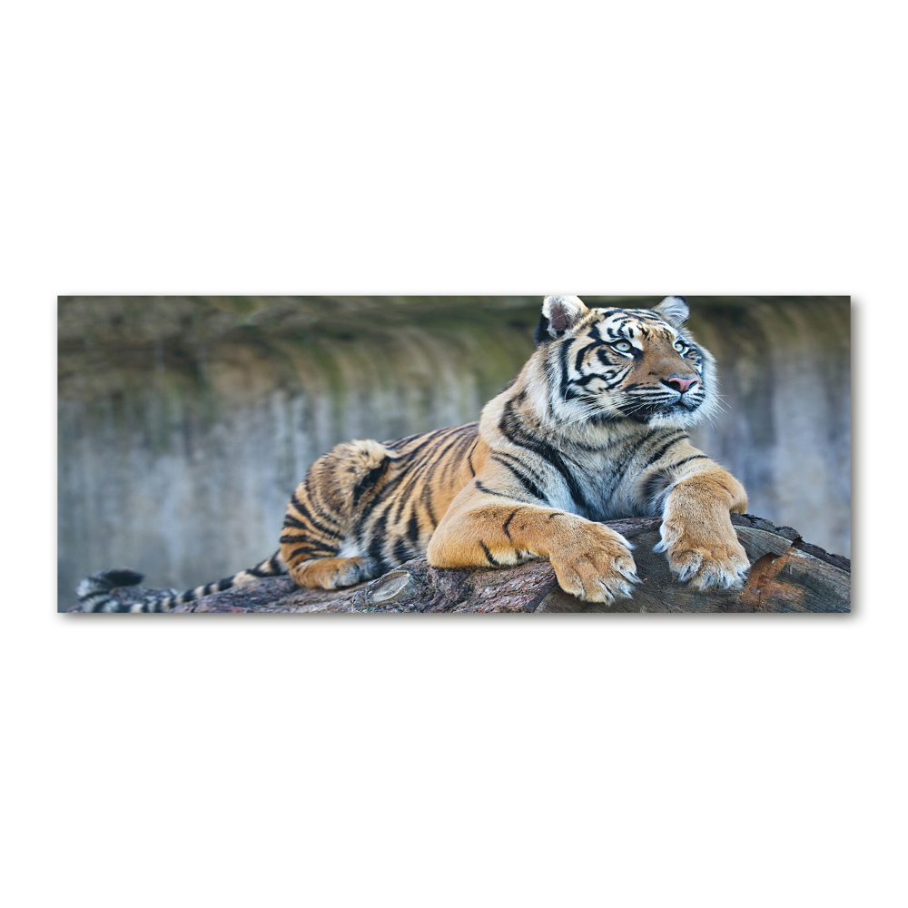 Acrylique tableau Tigre