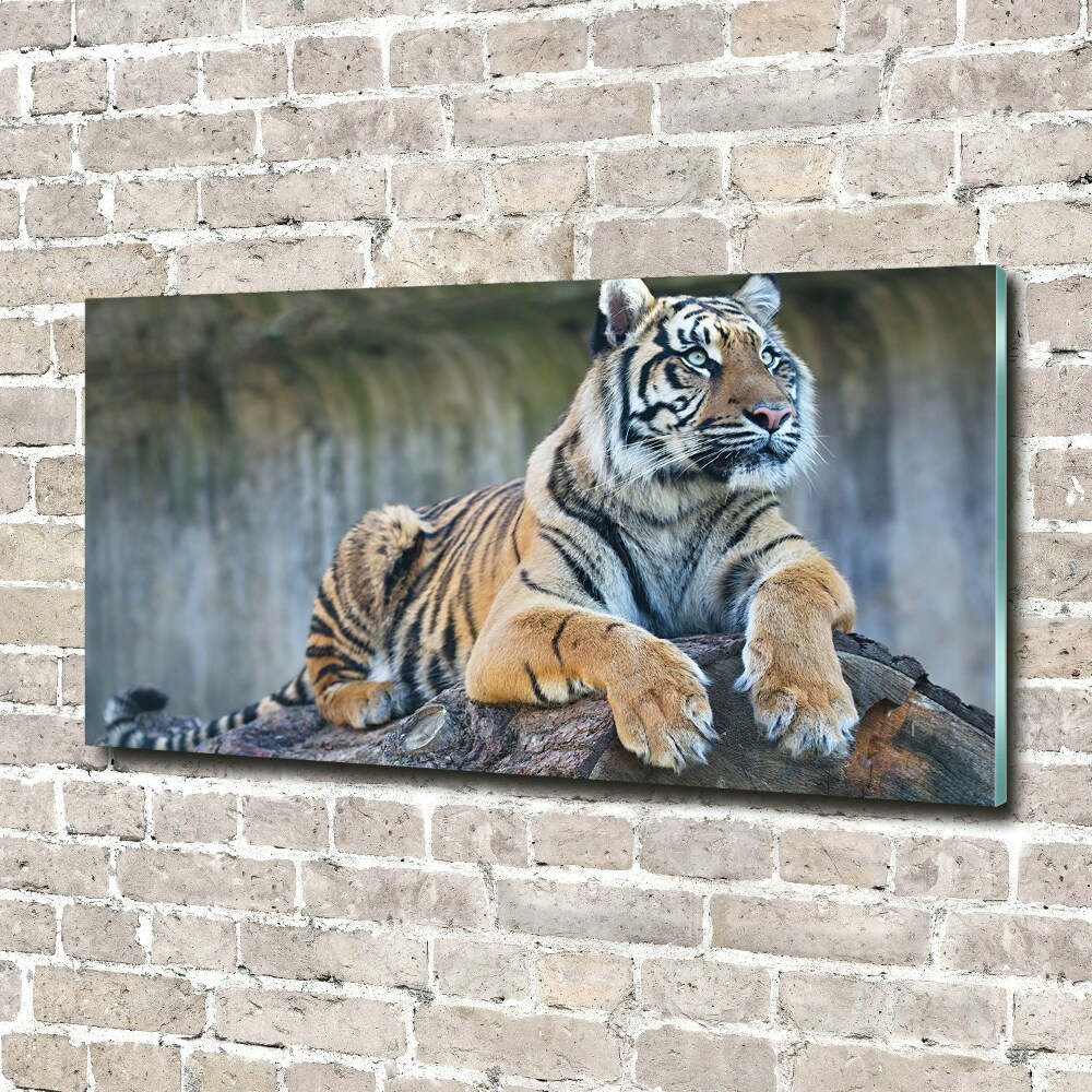 Acrylique tableau Tigre