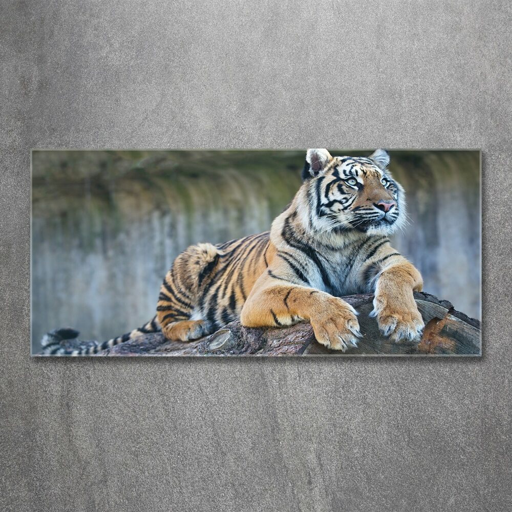 Acrylique tableau Tigre