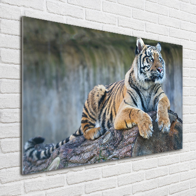 Acrylique tableau Tigre