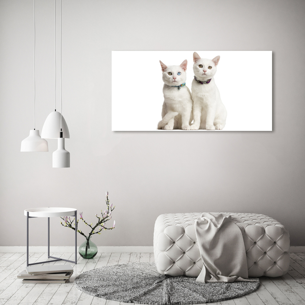 Tableau en acrylique Chats blancs