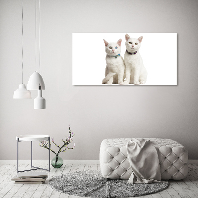 Tableau en acrylique Chats blancs