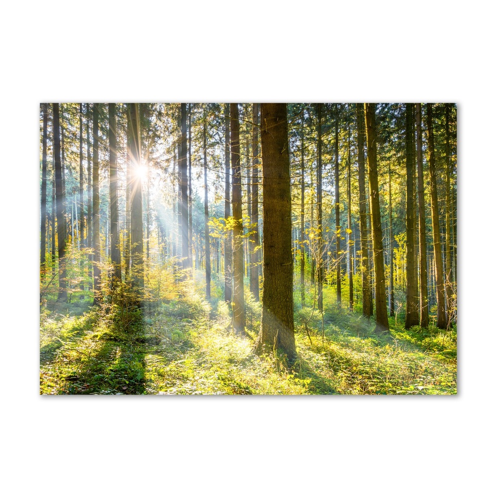 Tableau verre acrylique Forêt au soleil