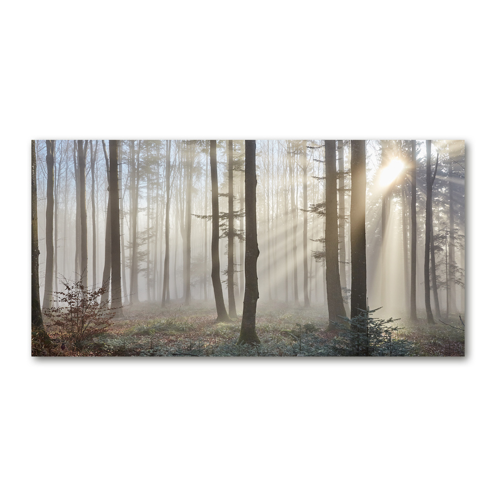 Tableau en acrylique Le brouillard dans la forêt