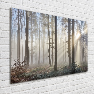 Tableau en acrylique Le brouillard dans la forêt