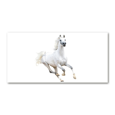 Acrylique tableau Cheval arabe blanc