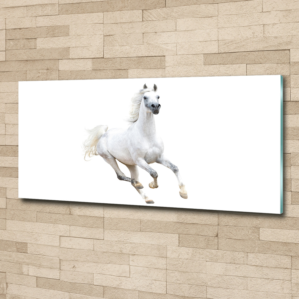 Acrylique tableau Cheval arabe blanc