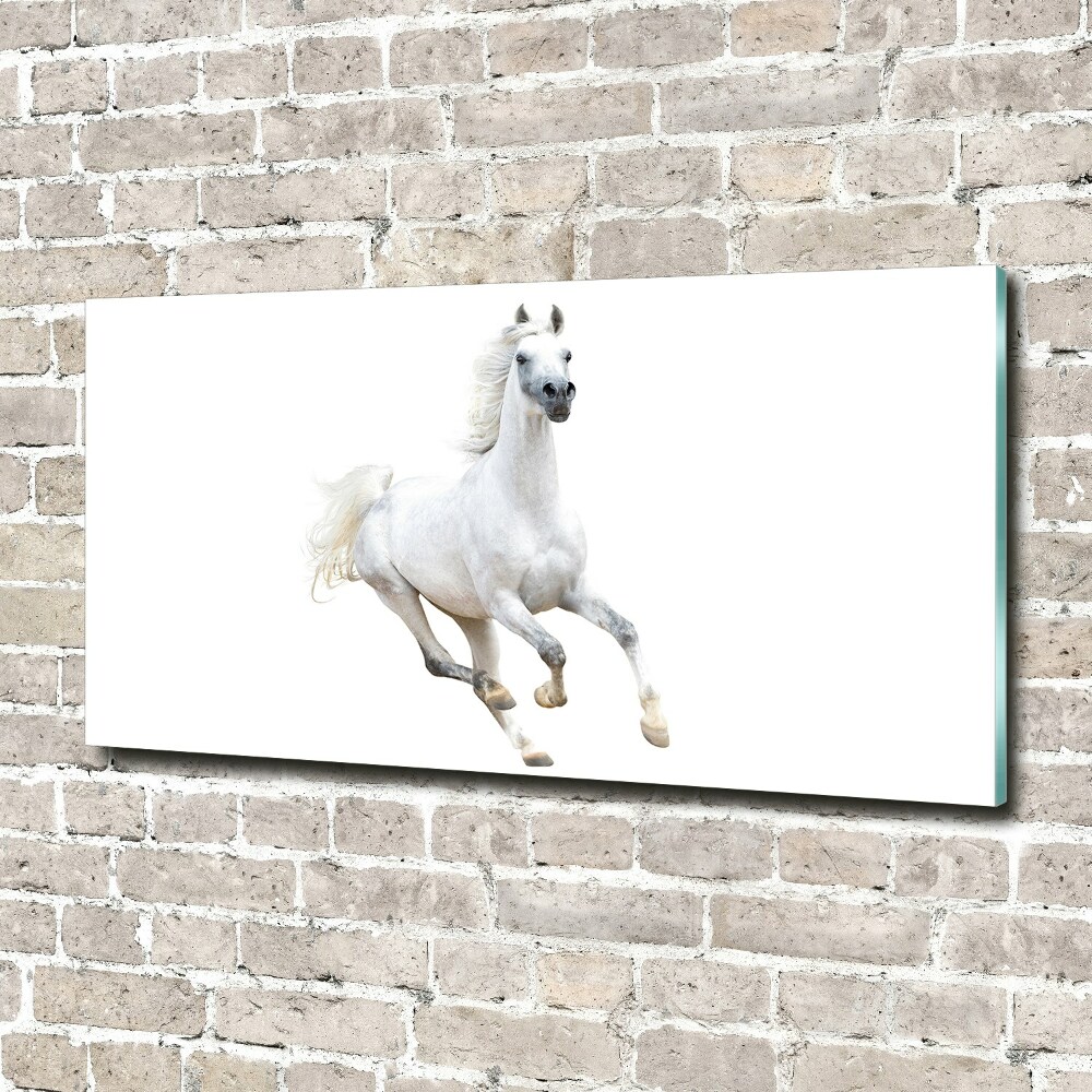 Acrylique tableau Cheval arabe blanc