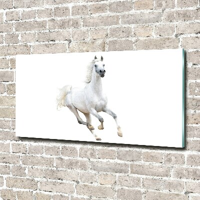 Acrylique tableau Cheval arabe blanc