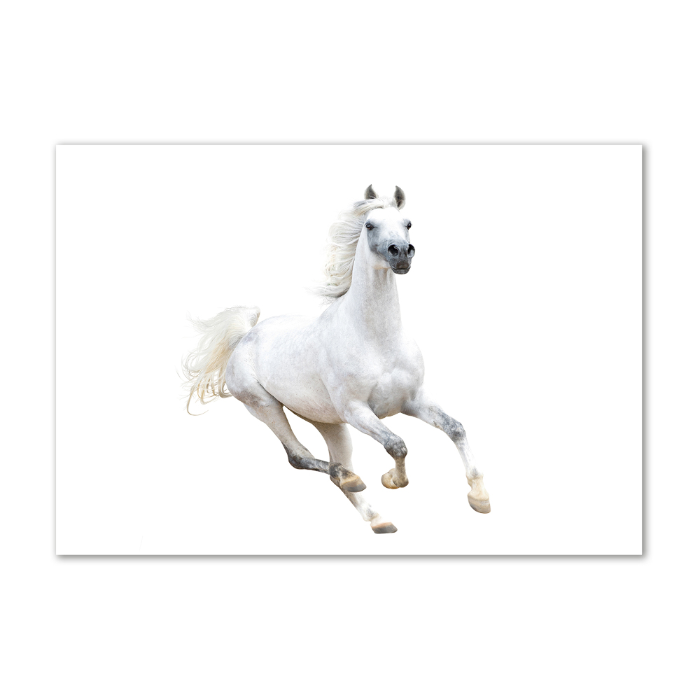 Acrylique tableau Cheval arabe blanc