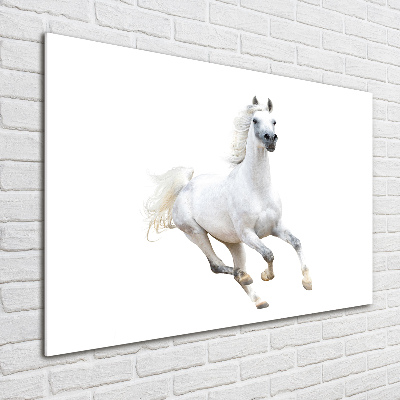 Acrylique tableau Cheval arabe blanc