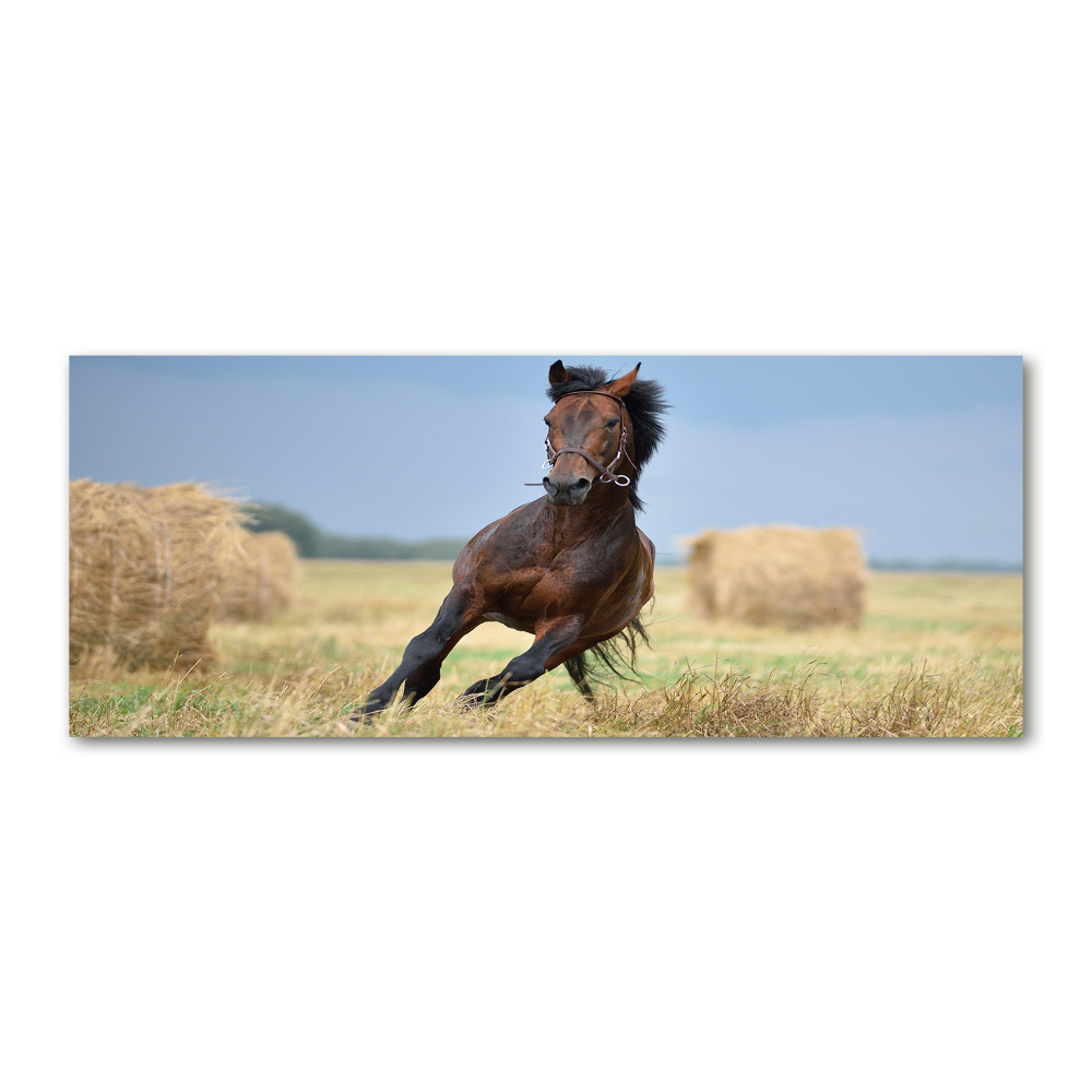 Tableau sur verre acrylique Cheval au galop