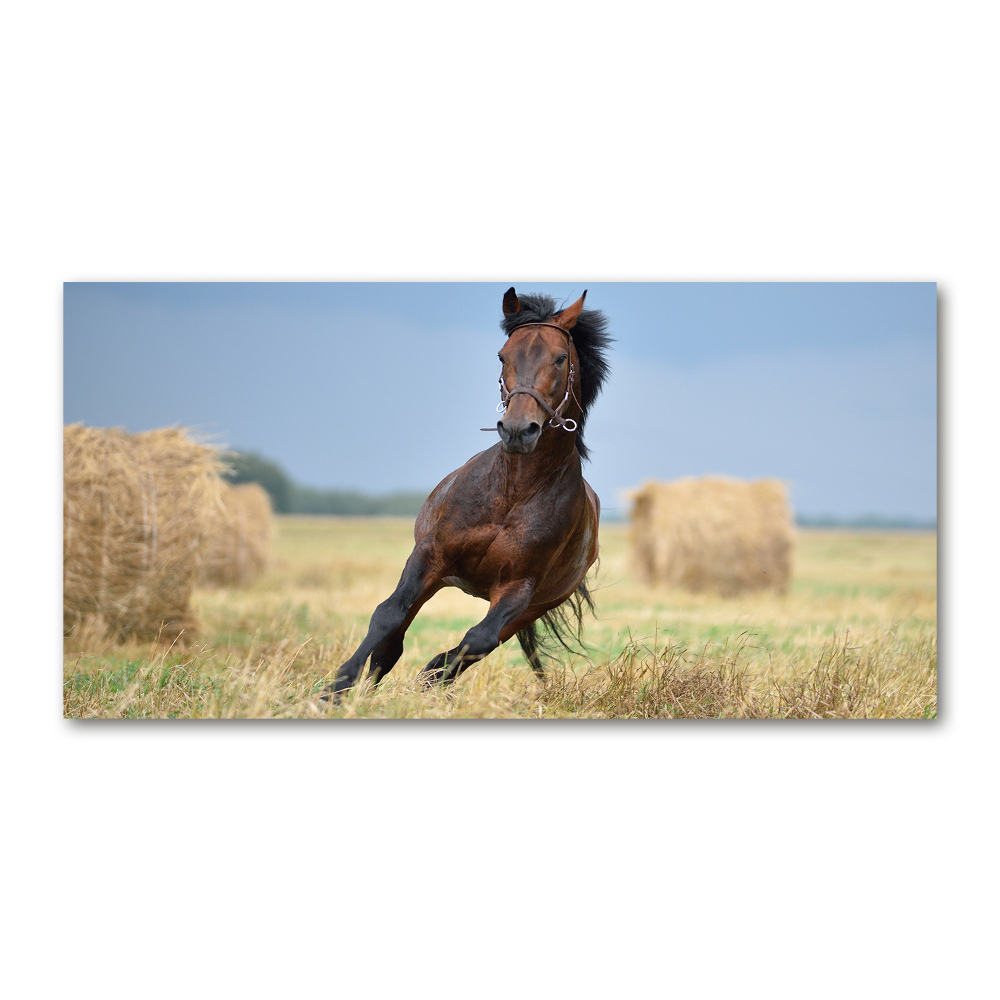 Tableau sur verre acrylique Cheval au galop