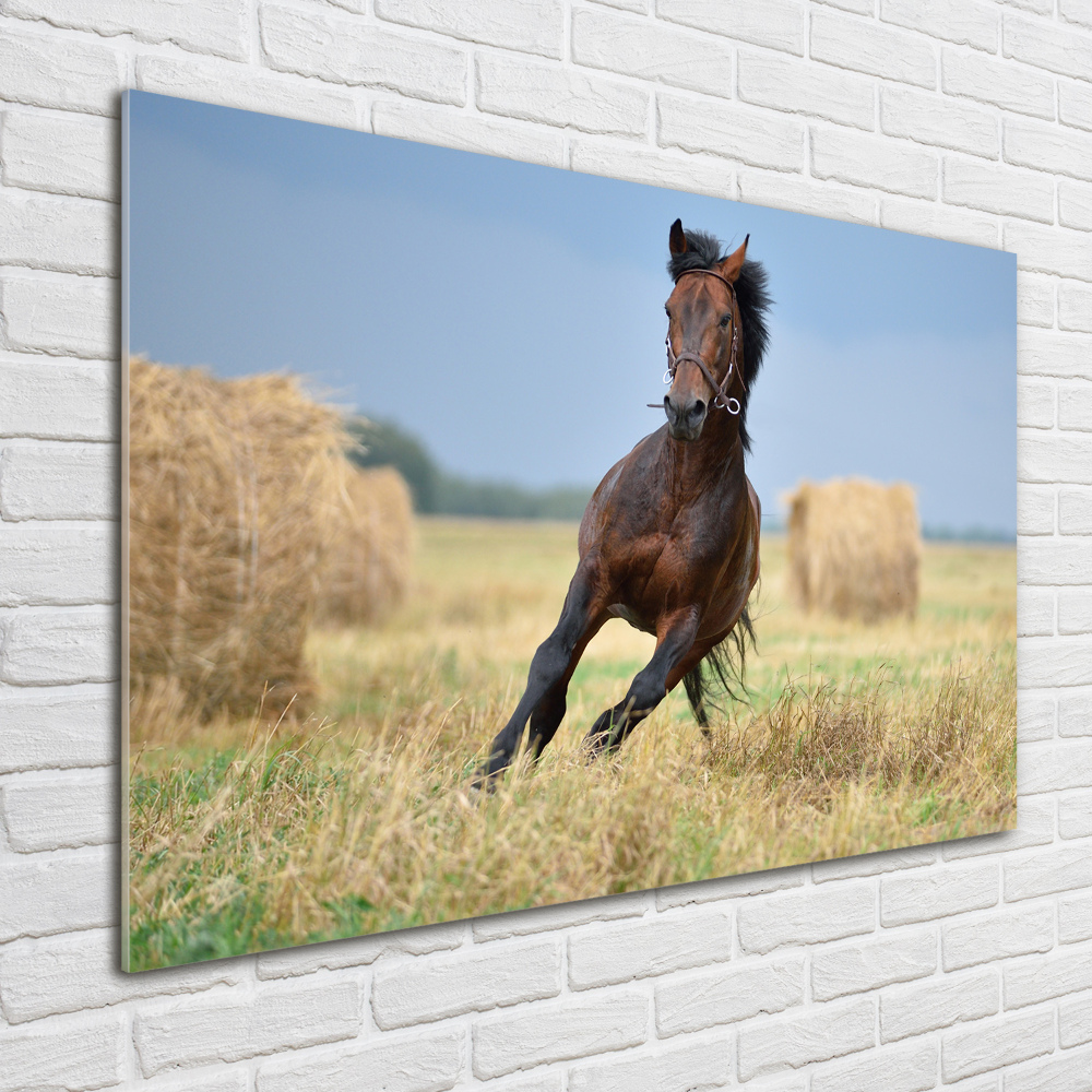 Tableau sur verre acrylique Cheval au galop