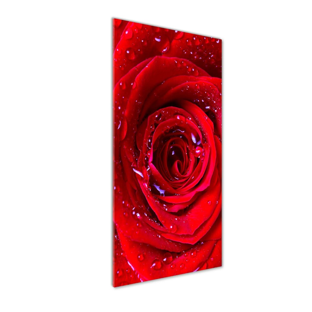 Tableau verre acrylique Rose rouge