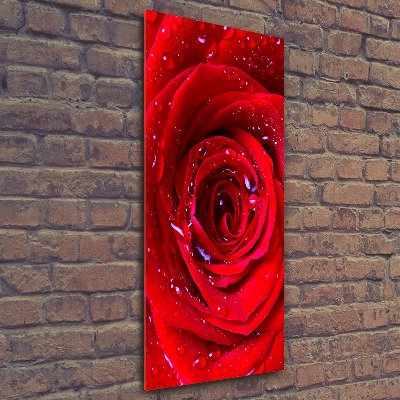 Tableau verre acrylique Rose rouge