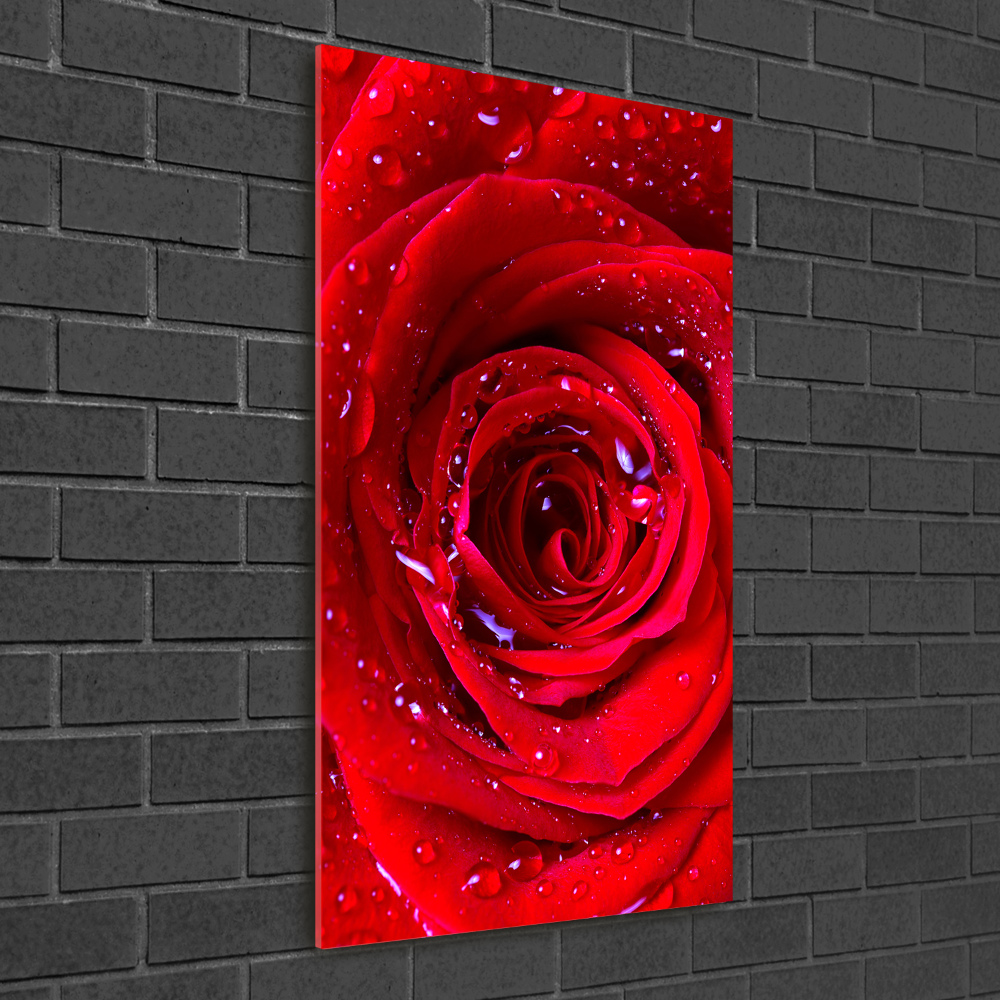 Tableau verre acrylique Rose rouge