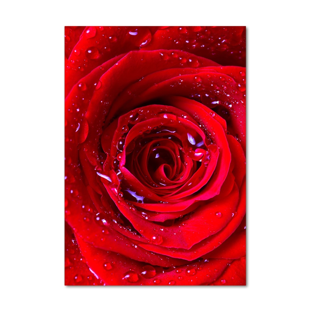 Tableau verre acrylique Rose rouge