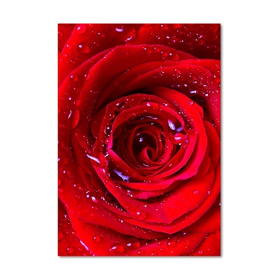 Tableau verre acrylique Rose rouge