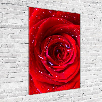 Tableau verre acrylique Rose rouge