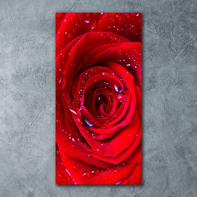 Tableau verre acrylique Rose rouge